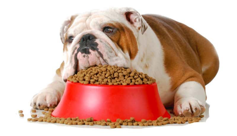 Obesitas bij honden