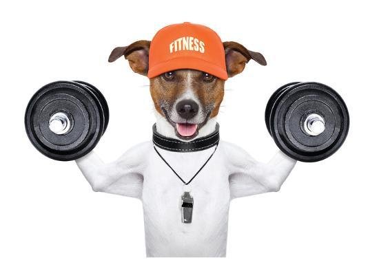 Fitness dog